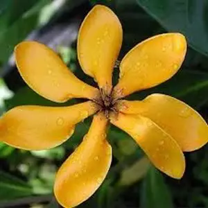 Imagem de INCENSO AROMATICO YLANG-YLANG NATURAL COMPANY 12 V